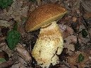 Contrada_Ilice - Boletus_subappendiculatus_ 065.jpg